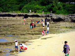 ビーチコーミング