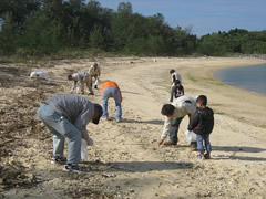 ビーチコーミング
